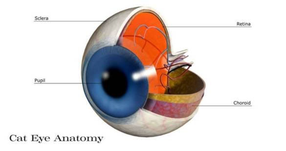 Structure of a Cat's Eyes