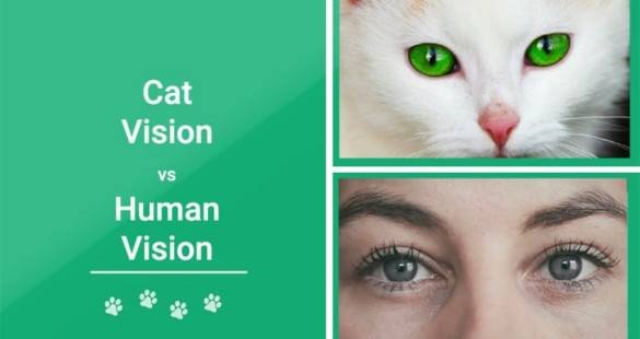 Cat Vision vs. Human Vision