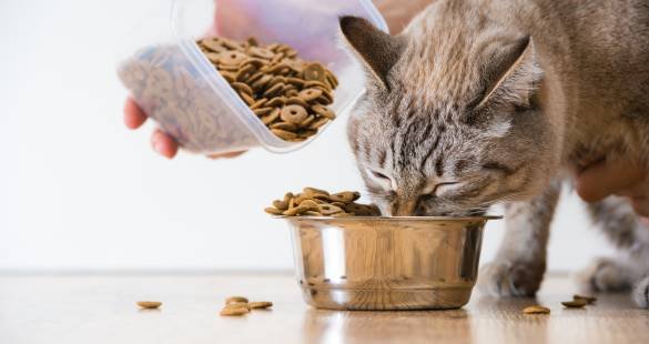 What to Feed a Pregnant Cat