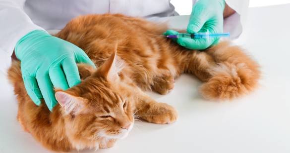 Vaccinations for Pregnant Cats