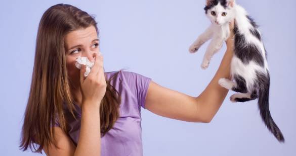 tips to prevent nose biting by cats 