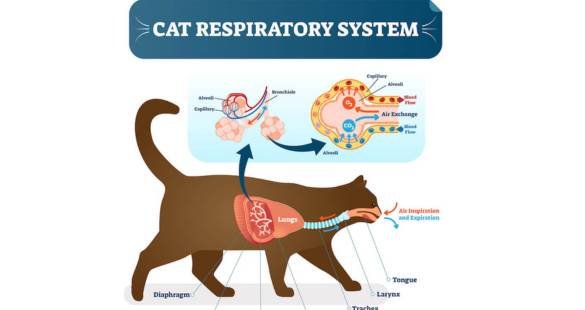 How to treat feline asthma