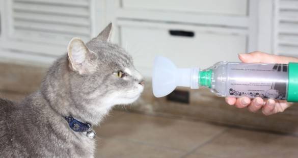 what cause cat asthma