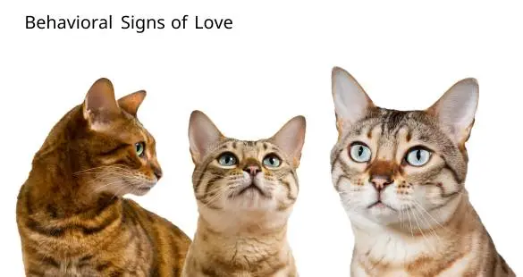 behavioral sign of love 