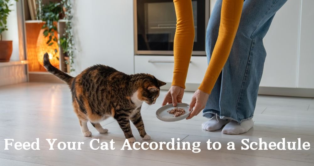 Feed Your Cat According to a Schedule 