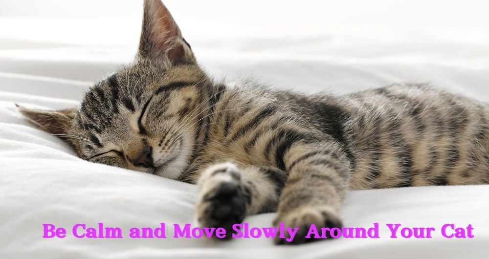 Be Calm and Move Slowly Around Your Cat 