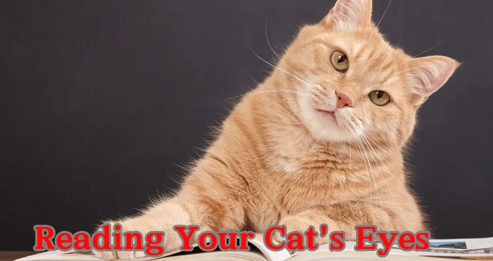 Reading Your Cat's Eyes 