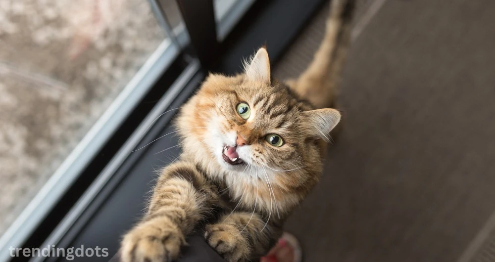 How Can You Tell if Your Cat Has Separation Anxiety?