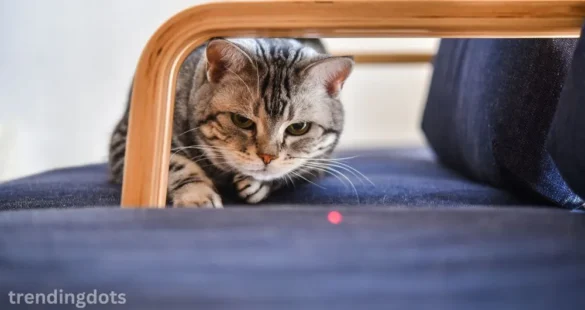 Are Laser Pointers Bad for Cats?