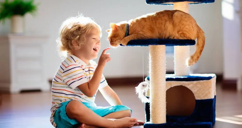 Types of Play with cat