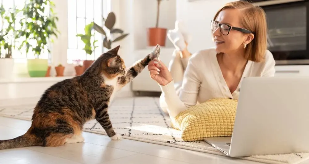 How long should I play with my cat before bed? How long should I play with my cat before bed?