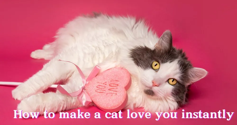 How to make a cat love you instantly How to make a cat love you instantly